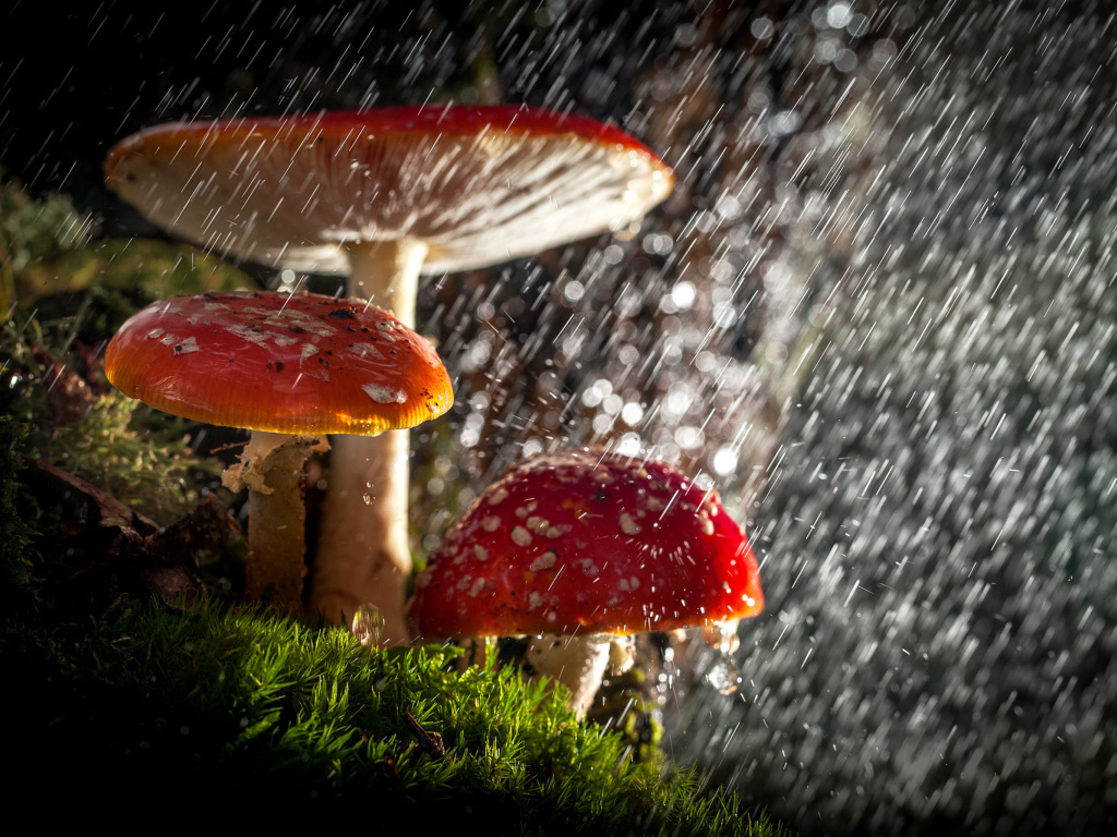 Обои Amanita under rain 1024x768