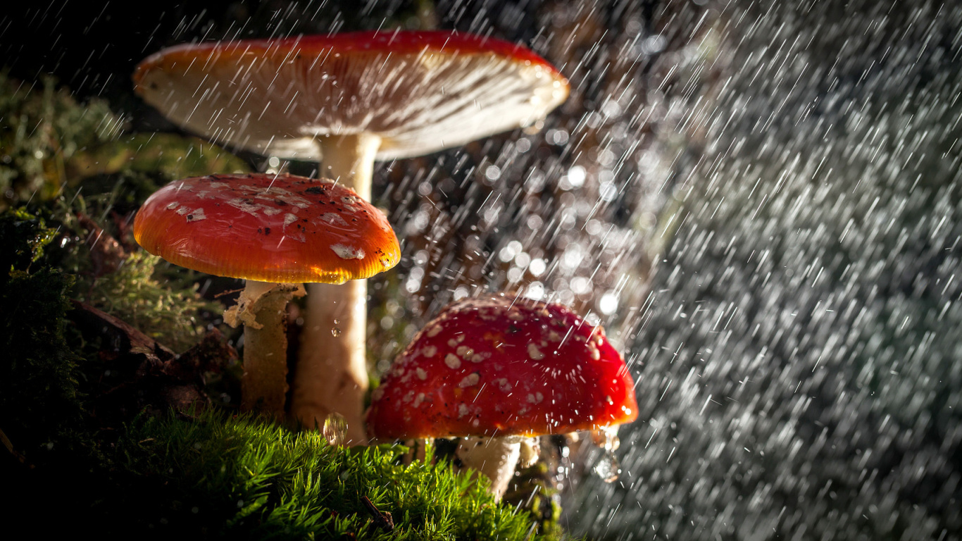 Sfondi Amanita under rain 1366x768