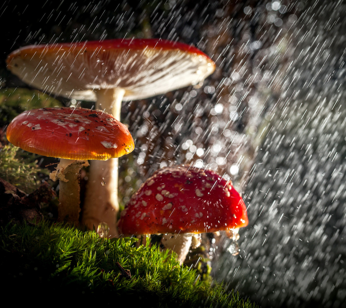 Fondo de pantalla Amanita under rain 1440x1280