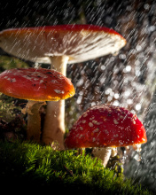 Обои Amanita under rain 176x220