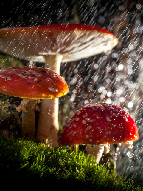 Amanita under rain screenshot #1 480x640