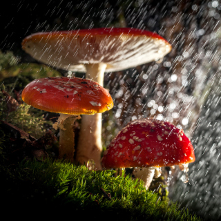 Kostenloses Amanita under rain Wallpaper für 1024x1024