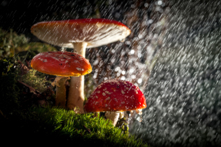 Amanita under rain Wallpaper for Android, iPhone and iPad
