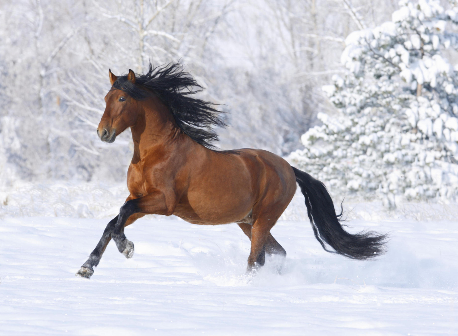 Fondo de pantalla Bay Andalusian Horse 1920x1408