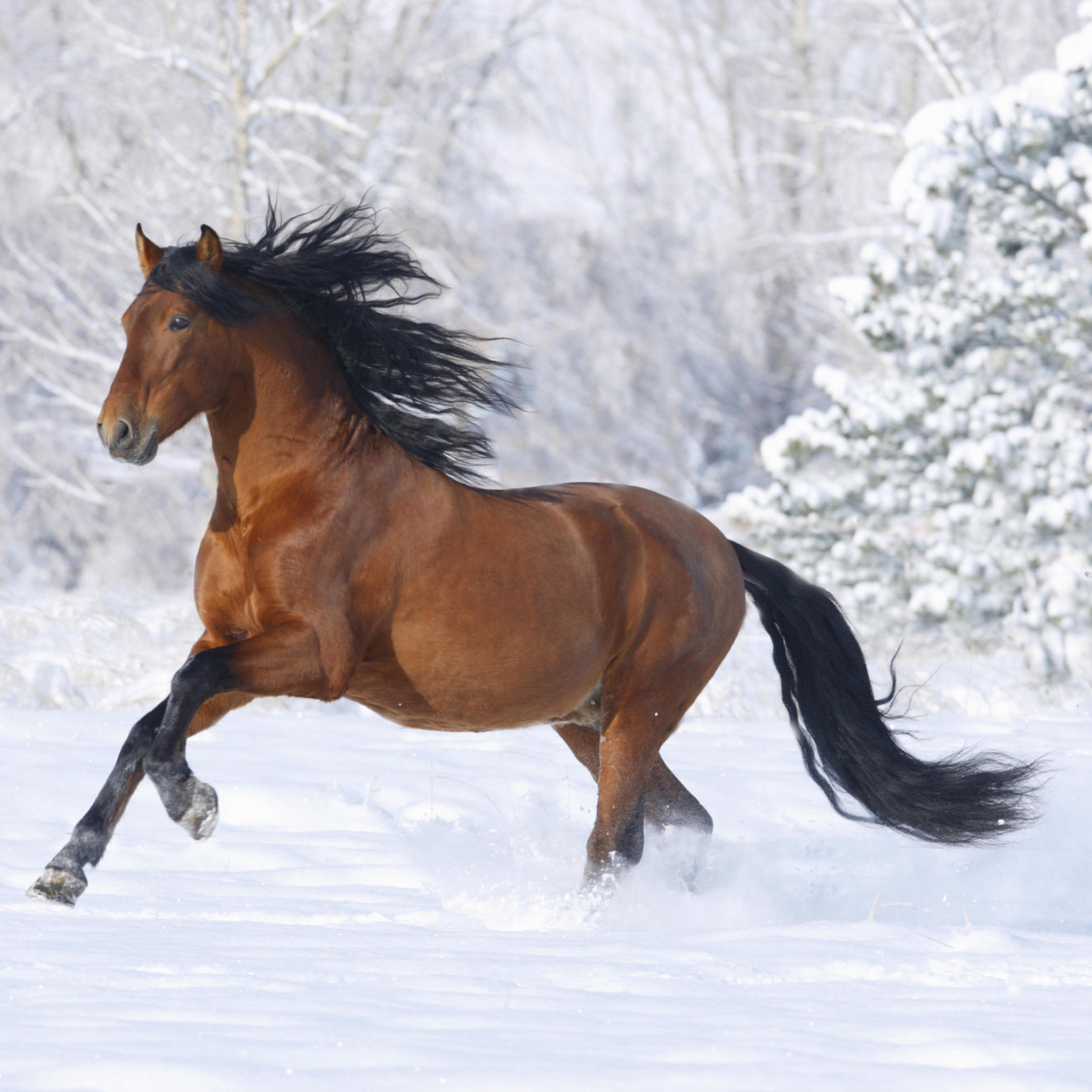 Fondo de pantalla Bay Andalusian Horse 2048x2048