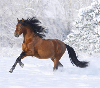 Bay Andalusian Horse - Obrázkek zdarma pro 128x128