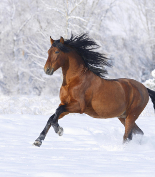 Bay Andalusian Horse - Obrázkek zdarma pro 640x1136