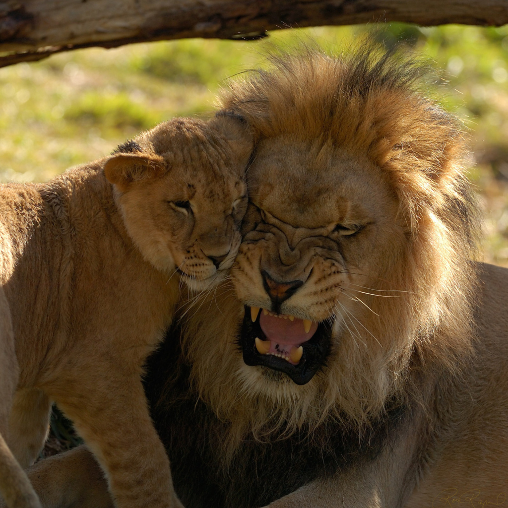 Lion Cuddle wallpaper 1024x1024