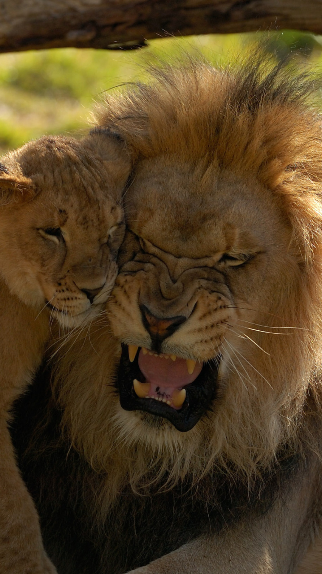 Sfondi Lion Cuddle 1080x1920