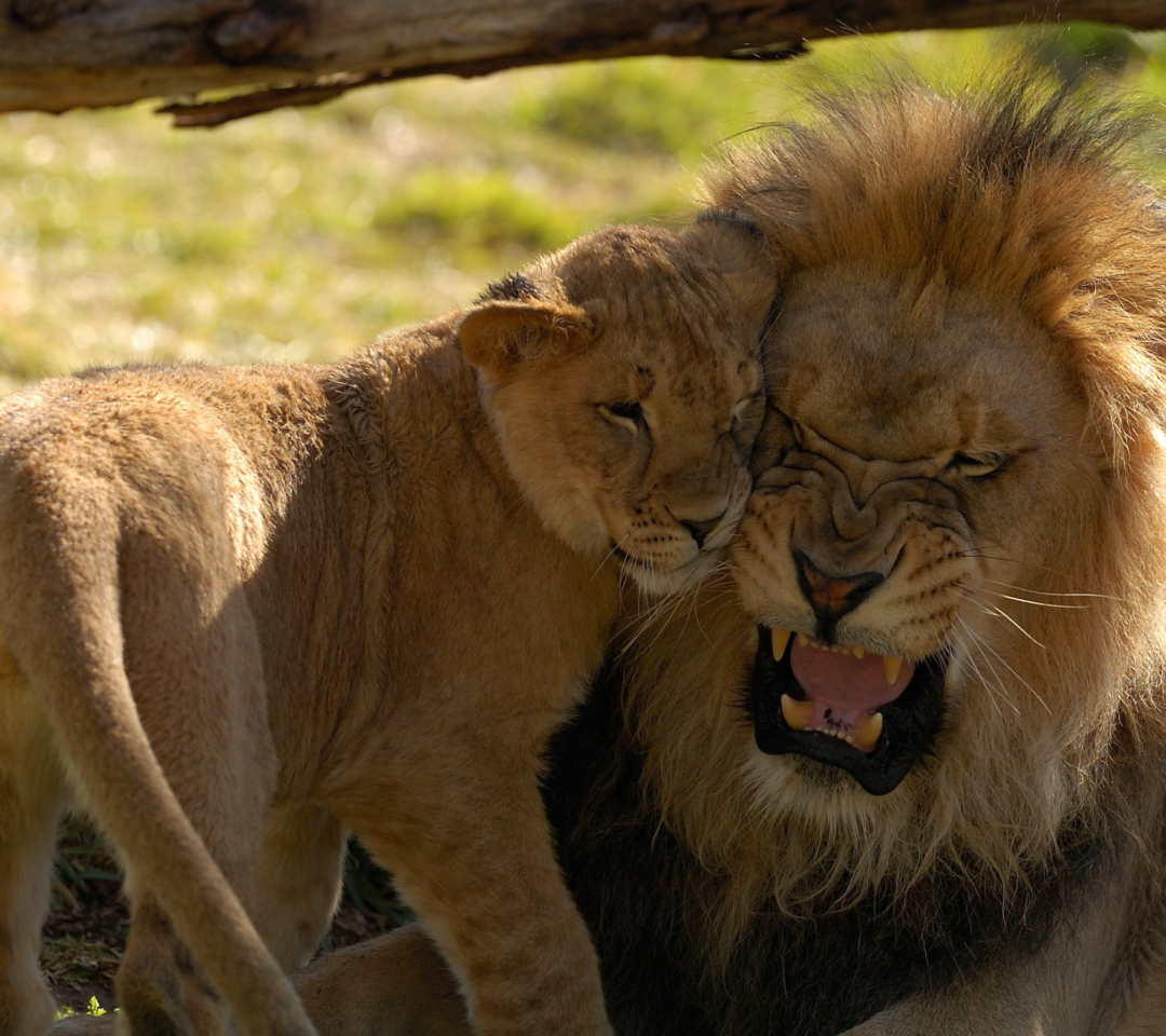 Sfondi Lion Cuddle 1080x960
