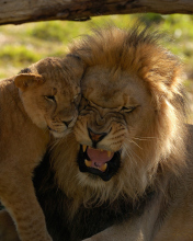 Lion Cuddle screenshot #1 176x220