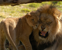 Обои Lion Cuddle 220x176
