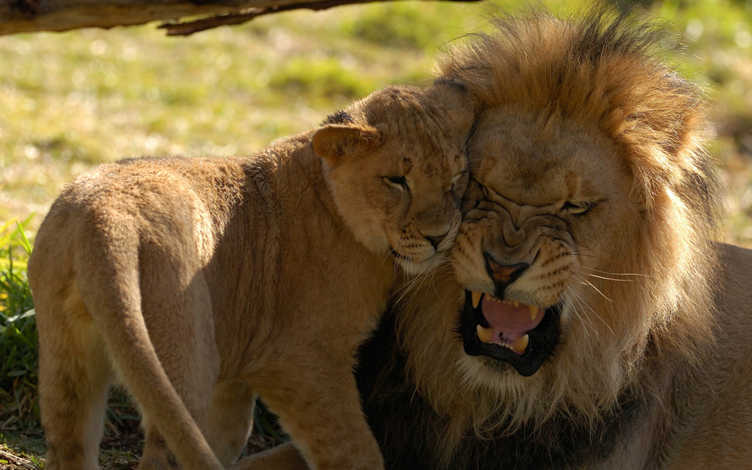 Lion Cuddle wallpaper 2560x1600