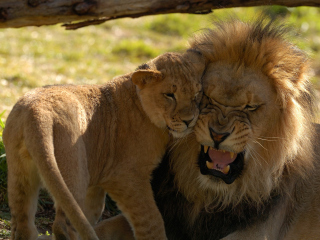 Sfondi Lion Cuddle 320x240