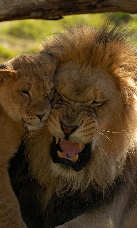 Lion Cuddle screenshot #1 480x800