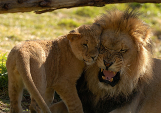 Lion Cuddle Wallpaper for Android, iPhone and iPad