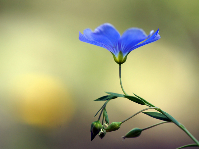 Fondo de pantalla Blue Flower 640x480