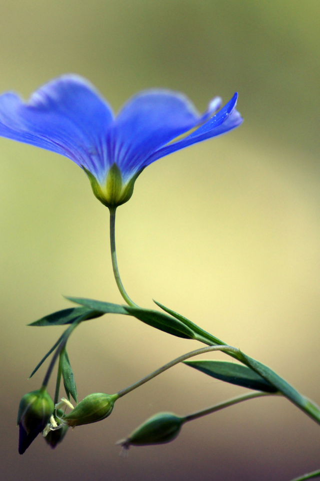 Fondo de pantalla Blue Flower 640x960
