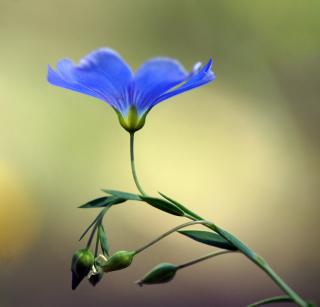 Blue Flower - Obrázkek zdarma pro iPad mini 2