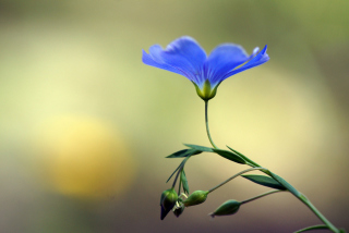Blue Flower - Obrázkek zdarma pro Samsung Galaxy Ace 3