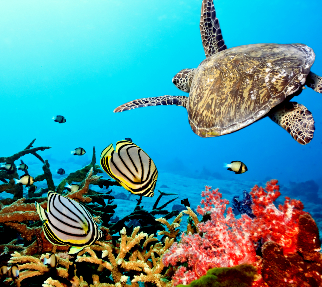 Caribbean Sea Turtle screenshot #1 1080x960