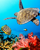 Das Caribbean Sea Turtle Wallpaper 128x160