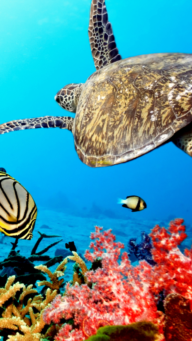Caribbean Sea Turtle wallpaper 640x1136