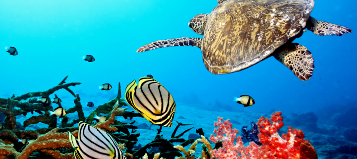 Caribbean Sea Turtle screenshot #1 720x320