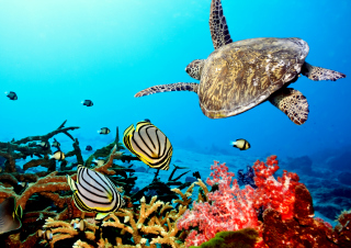 Caribbean Sea Turtle Wallpaper for Android, iPhone and iPad