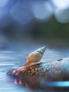 Das Little Snail Wallpaper 240x320