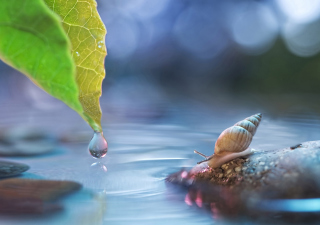 Little Snail - Obrázkek zdarma pro 1440x900