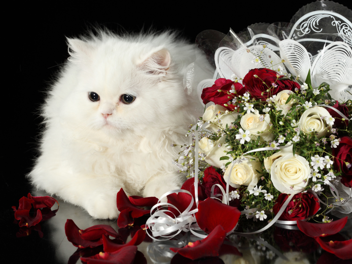 white cat wallpaper for 1152x864