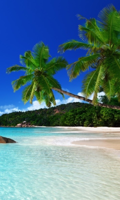 Tropical Paradise screenshot #1 240x400