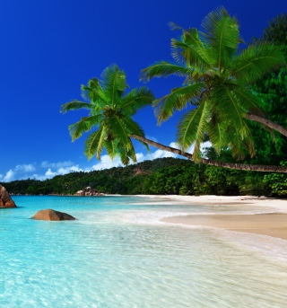 Tropical Paradise - Obrázkek zdarma pro iPad 2