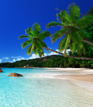 Tropical Paradise - Obrázkek zdarma pro Nokia Asha 310