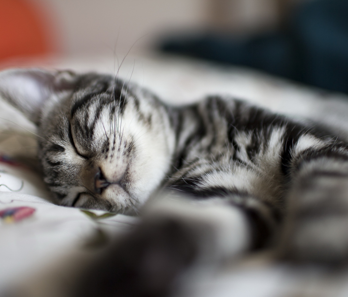 Screenshot №1 pro téma Little Striped Grey Kitten Sleeping 1200x1024