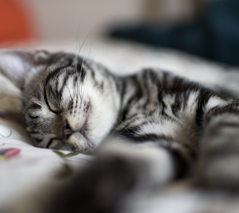 Little Striped Grey Kitten Sleeping wallpaper 960x854