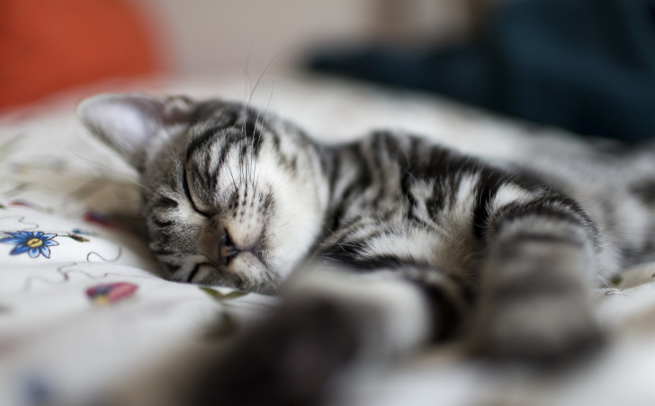 Little Striped Grey Kitten Sleeping wallpaper