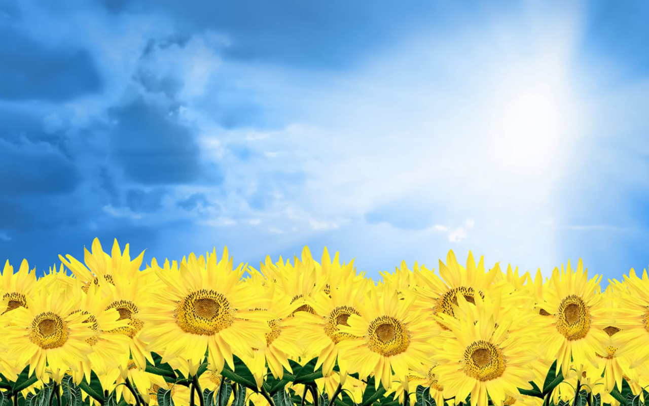 Screenshot №1 pro téma Sunflowers 1280x800