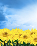 Sunflowers screenshot #1 128x160