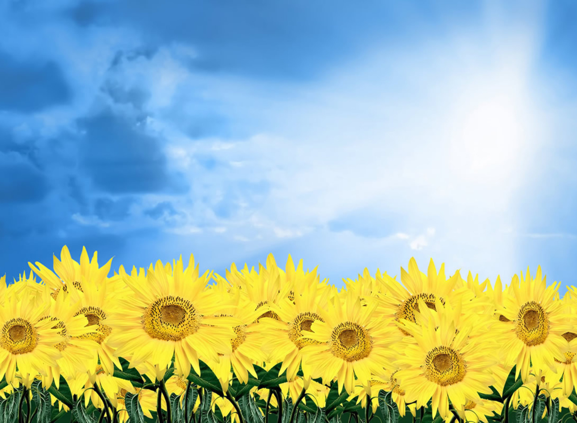 Screenshot №1 pro téma Sunflowers 1920x1408