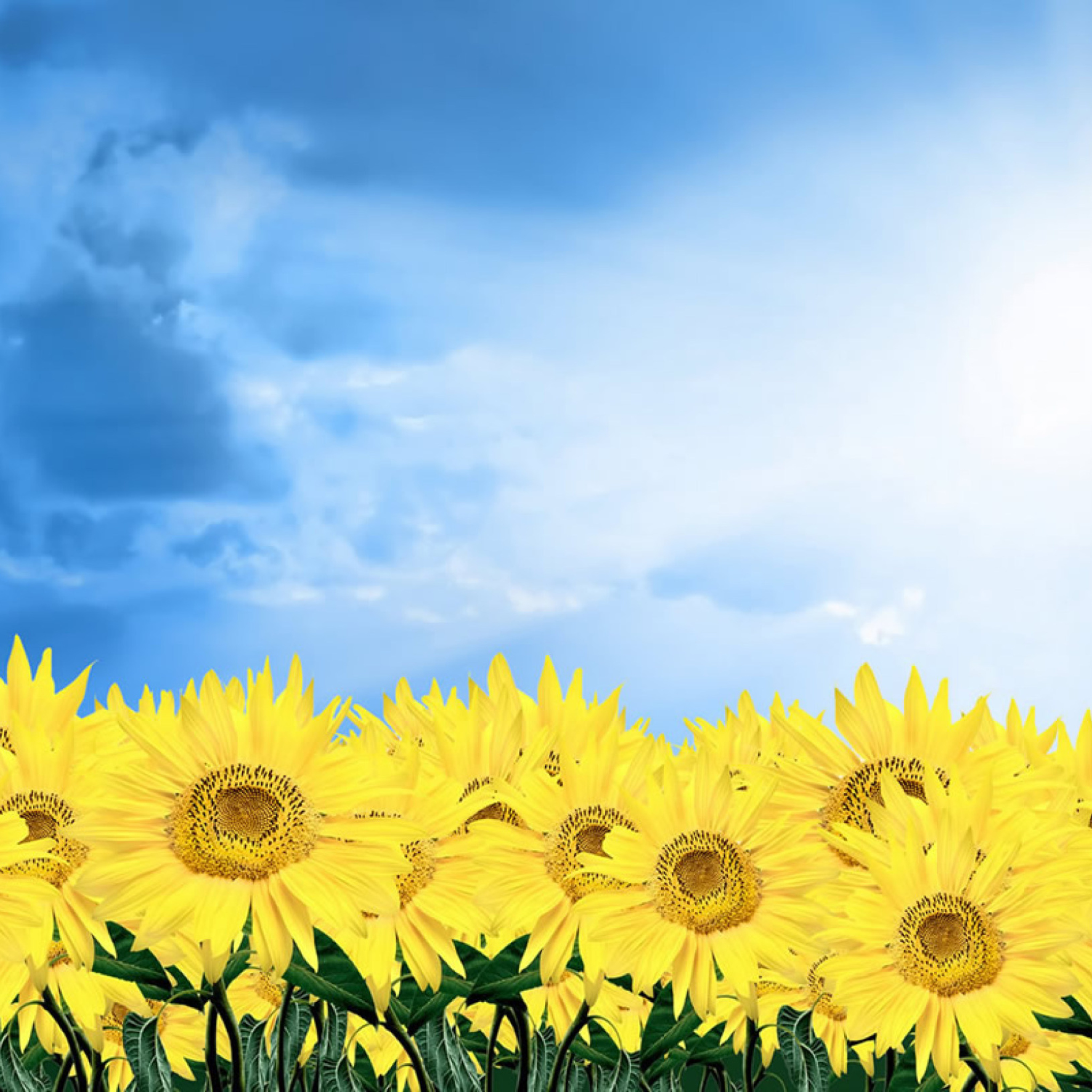 Fondo de pantalla Sunflowers 2048x2048