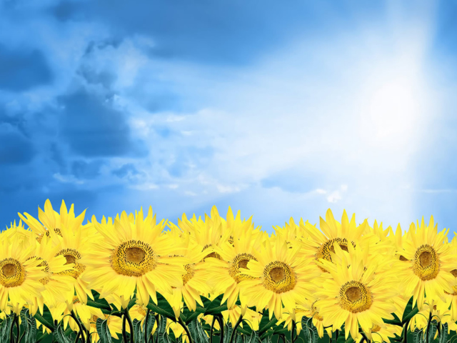 Sunflowers screenshot #1 640x480