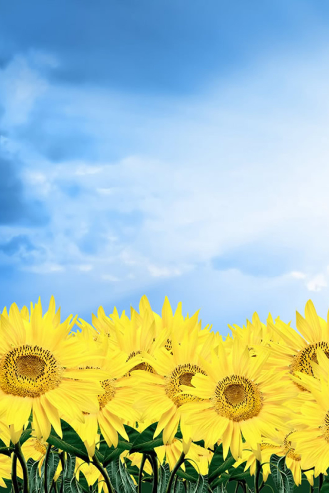 Fondo de pantalla Sunflowers 640x960