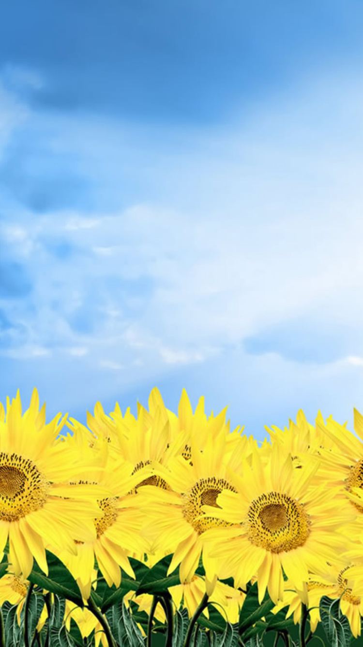 Fondo de pantalla Sunflowers 750x1334