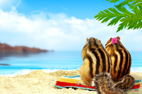 Обои Chipmunks on beach 480x320