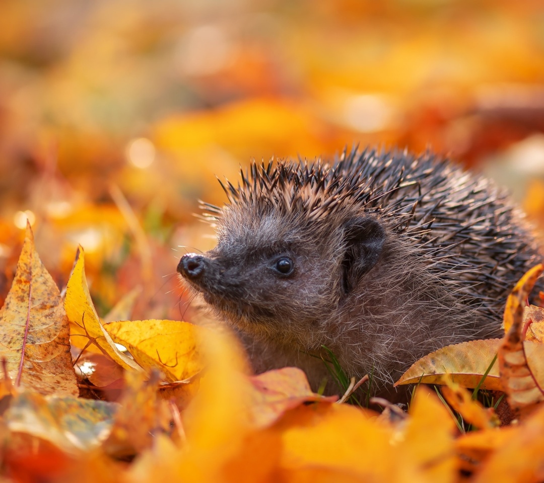 Das Hedgehog in yellow foliage Wallpaper 1080x960