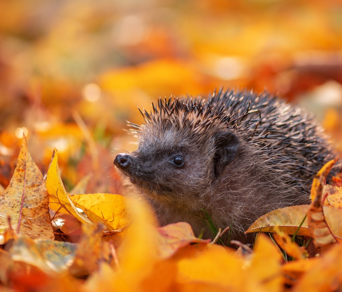 Обои Hedgehog in yellow foliage 1200x1024