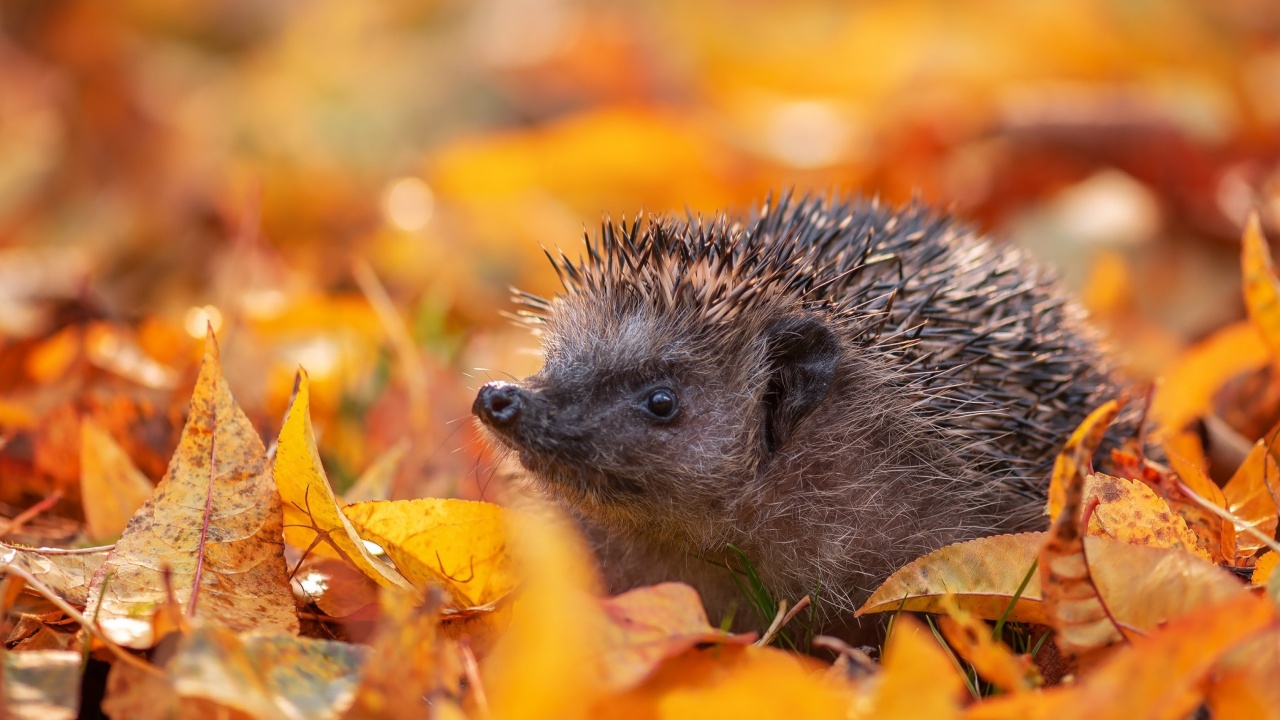 Hedgehog in yellow foliage screenshot #1 1280x720