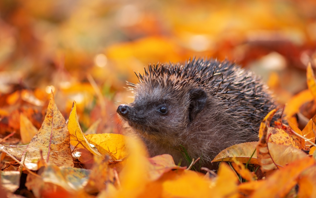 Hedgehog in yellow foliage wallpaper 1280x800